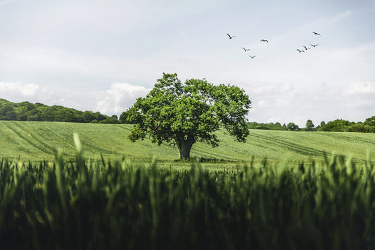 Plant a Tree